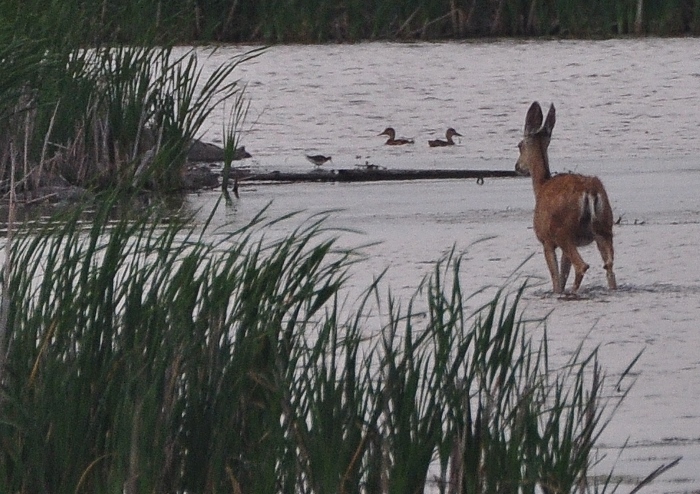 mule deer at the refuge